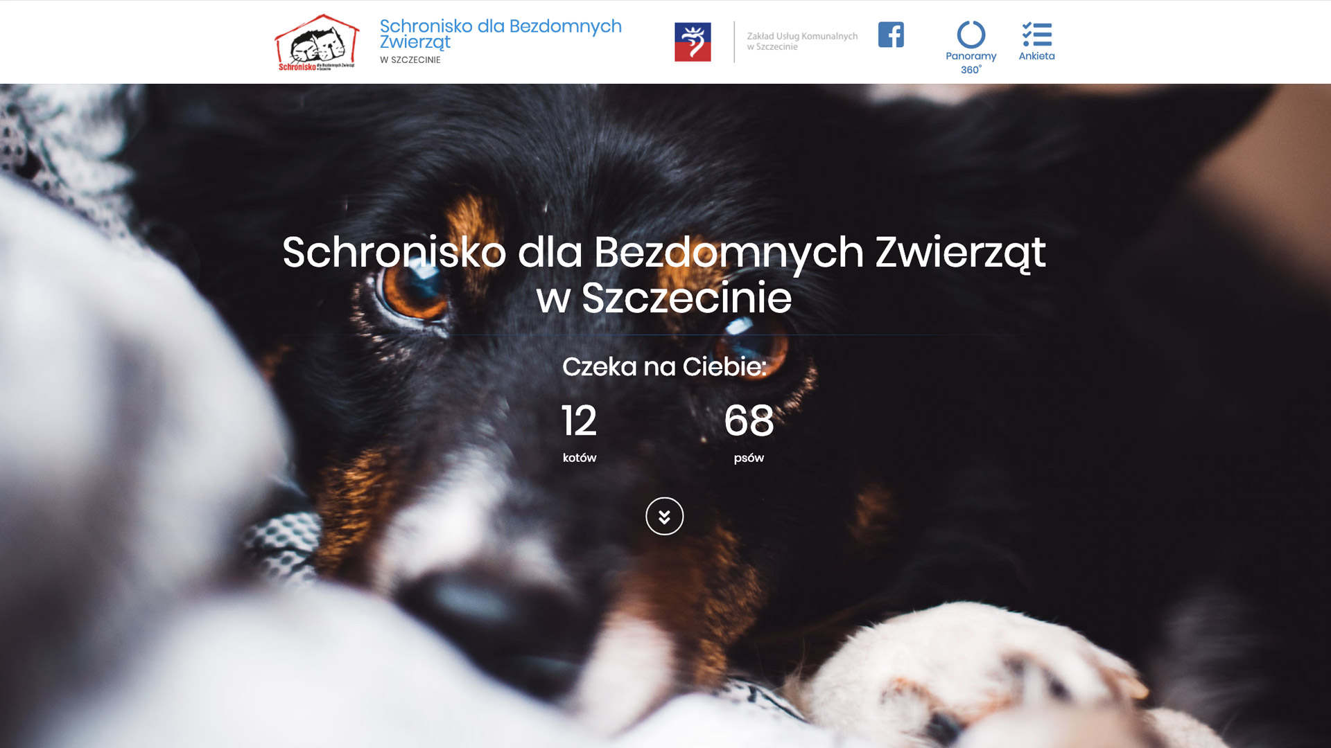 Schronisko dla bezdomnych zwierząt w Szczecinie